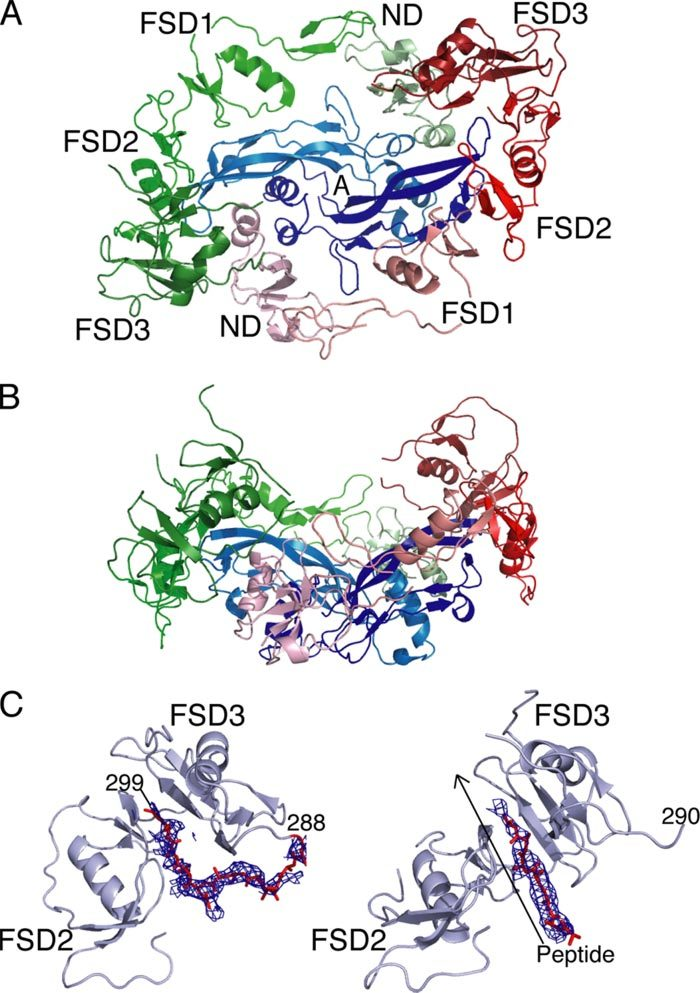 Structure of the activin-follistatin 315 complex